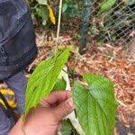 Image result for Cissus petiolata