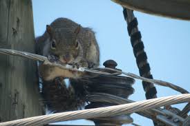 Every member of our accomplished team commits to embodying our core values by serving our residents and their families with: Suicidal Squirrel Imgur