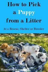 How To Pick A Puppy From A Litter Happy Oodles Best Puppies Puppies Puppy Training
