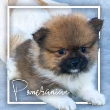Join millions of people using oodle to find puppies for adoption, dog and puppy listings, and other pets adoption. Georgia Dog Club Puppies For Sale Calhoun Ga