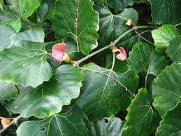 Image result for Rhoicissus tomentosa