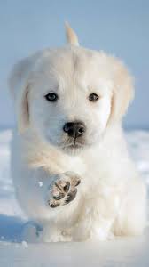 Download Cane Cucciolo Wallpaper By Djicio 36 Free On Zedge Now Browse Millions Of Popular Dog Wallpapers And Ri Cute Baby Animals Cute Animals Cute Dogs