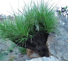 Image result for Xerophyta retinervis