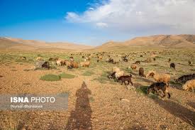 تولید ۲۶ درصد گوشت قرمز فارس توسط عشایر