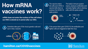 Covid 19 Vaccine Frequently Asked Questions City Of Hamilton Ontario Canada