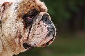 Why Are My Dog S Eyes Red Symptoms Causes And When To Worry