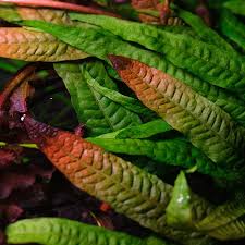 Image result for Erythrococca polyandra