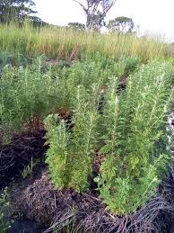 Image result for Artemisia afra