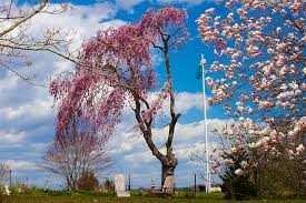 Pieces are cast from her original carvings, and individually painted by hand. Pink Weeping Willow Tree Photograph By Kirkodd Photography Of New England
