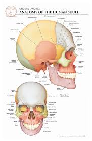 Body Scientific International Post It Anatomy Of Skull Chart Teaching Supplies Classroom Safety