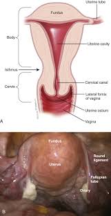 Image result for uterus