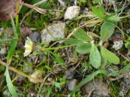 Image result for Tolpis