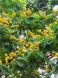 Image result for Limeum pterocarpum