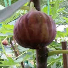 Proceeds from fig game shares are used by fig to fund its operations generally, and to help develop and publish all of our games. Fig Malaysia Home Facebook