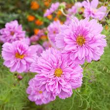 Image result for Cosmos bipinnatus
