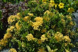 Image result for Ixora praetermissa
