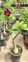 Image result for Adenium