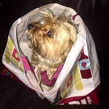 goruntunun olasi icerigi kopek baby car seats bags ted