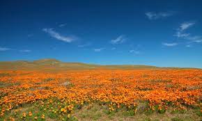 Check spelling or type a new query. Antelope Valley California Poppy Reserve In Lancaster Conejo Valley Guide Conejo Valley Events
