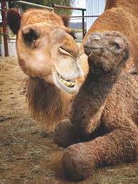 Open to the public a few times a year. Pick Your Own Strawberries Shop Fresh Eggs And Visit Camels At These 3 San Diego Farms Restaurants Sandiegomagazine Com