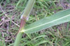 Image result for Urochloa deflexa