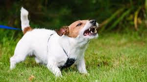We did not find results for: Why Do Dogs Bark At One Person And Not Another