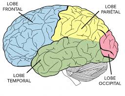 Architecture du cerveau | Parlons sciences