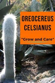 Room desert cactus espostoa, peruvian old man cactus (espostoa). 150 Cactus Ideas In 2021 Cactus Planting Succulents Cacti And Succulents