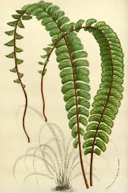 Image result for Adiantum incisum