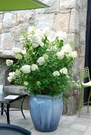 44 Best Shrubs For Containers Best Container Gardening Plants Plants Container Gardening Flowers Container Plants