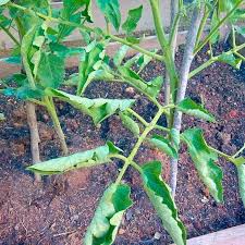 Why Are The Leaves On My Tomato Plant Curling By Jim Hole Hole S Greenhouses Growing Tomato Plants Tomatoes Plants Problems Tomato Plants