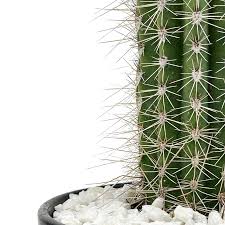 Image result for Pachycarpus concolor