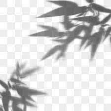 Elements D Ombre Et De Lumiere Vegetaux Creatifs Peints A La Main Pente Abstrait Dynamique Fichier Png Et Psd Pour Le Telechargement Libre Light And Shadow Blurry Lights Shadow