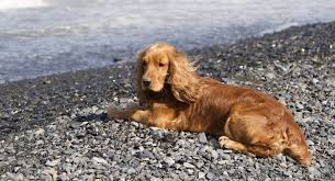 Image result for sussex španěl