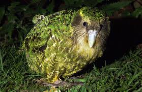 Search for the last kakapo | Stuff.co.nz