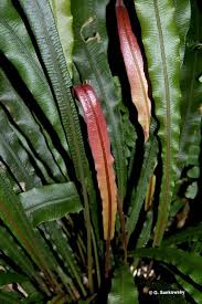 Image result for Blechnum australe