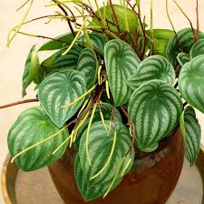 Image result for Peperomia molleri