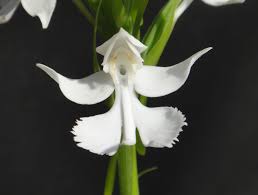 Image result for Habenaria cirrhata