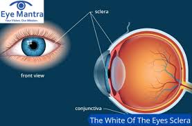 Image result for Sclera
