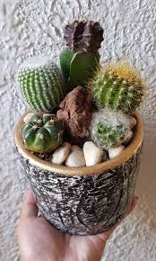 Check spelling or type a new query. Cactus Dish Garden Furniture Home Living Gardening Gardening Tools Ornaments On Carousell