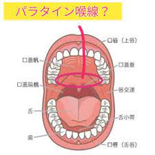 パラタイン 喉 腺