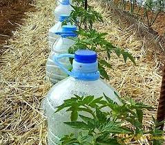 Bahçe blog okurları uzun bir aradan sonra tekrar selamlar. Plastik Siselerden Kendi Elleriyle Damla Sulama Bahce