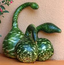 Just do a light sanding to provide some tooth over the best thing to do is to apply 2 to 3 coats of a high quality exterior gloss varnish for any gourd used outdoors. It S Sharing It S Decorative Gourd Season Season Motherfloppers By Rachel Mans Mckenny Medium