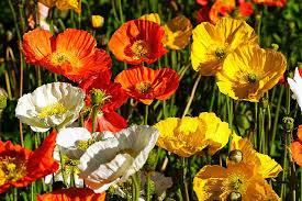 How to use breadseed poppies. Iceland Poppies Wagga Wagga New South Wales Australia Img 4374 Wagga Wagga Annual Plants Poppies Papaver