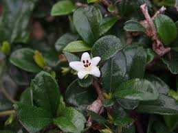 Image result for Ehretia obtusifolia