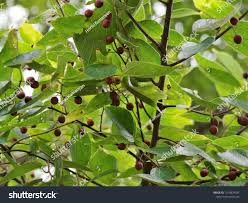 Image result for Celtis sinensis