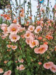 Alonsoa Meridionalis Apricot Flower Farm Beautiful Flowers Wild Flower Meadow