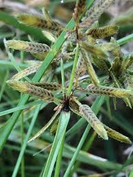 Image result for Pycreus flavescens