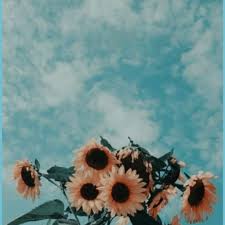 Find & download free graphic resources for wallpaper. Wallpaper Tumblr Flowers Aesthetic Flower Wallpaper Tumblr Neat