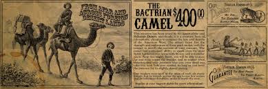 Camels provide everything in a desert environment. Concept It S Not The Size Of The Hump It S The Motion Of The Camel Reddeadonline
